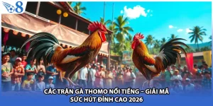 Các Trận Gà Thomo Nổi Tiếng – Giải Mã Sức Hút Đỉnh Cao 2026