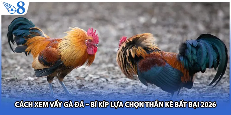 Cách Xem Vẩy Gà Đá – Bí Kíp Lựa Chọn Thần Kê Bất Bại 2026