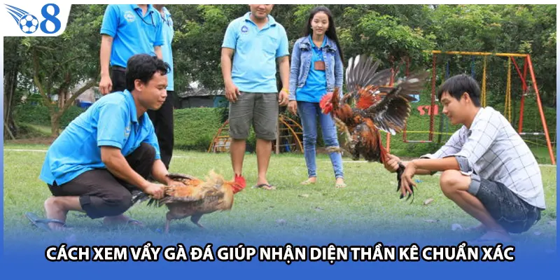 Cách xem vẩy gà đá giúp nhận diện thần kê chuẩn xác