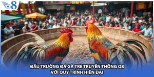 Đấu Trường Đá Gà Tre Truyền Thống O8 Với Quy Trình Hiện Đại