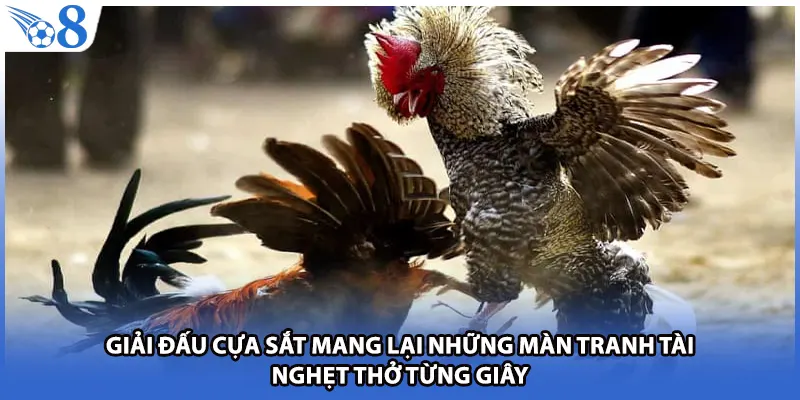 Giải đấu cựa sắt mang lại những màn tranh tài nghẹt thở từng giây