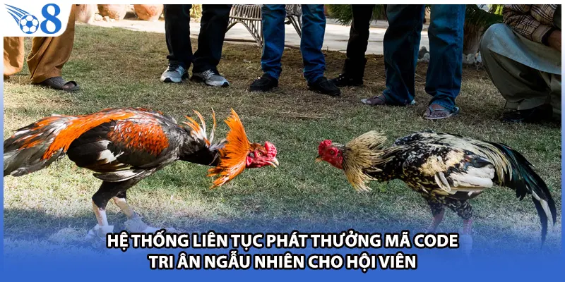 Hệ thống liên tục phát thưởng mã code tri ân ngẫu nhiên cho hội viên