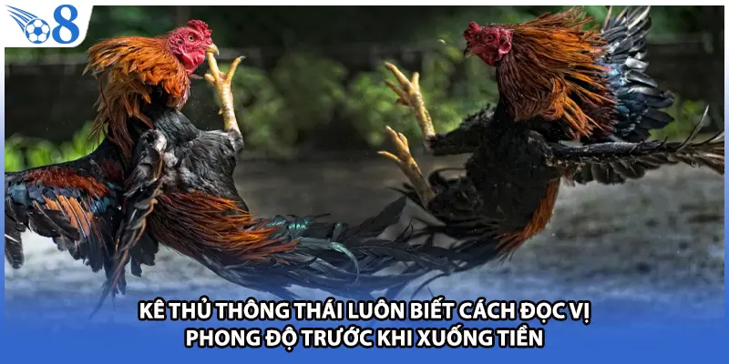 Kê thủ thông thái luôn biết cách đọc vị phong độ trước khi xuống tiền