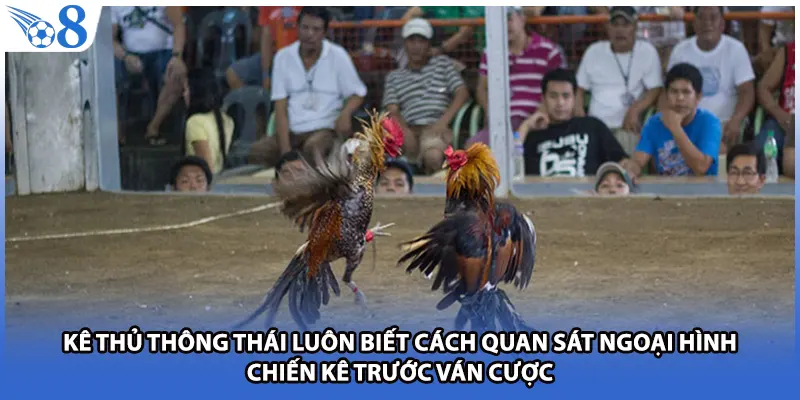 Kê thủ thông thái luôn biết cách quan sát ngoại hình chiến kê trước ván cược
