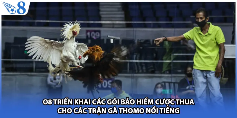 O8 triển khai các gói bảo hiểm cược thua cho các trận gà thomo nổi tiếng