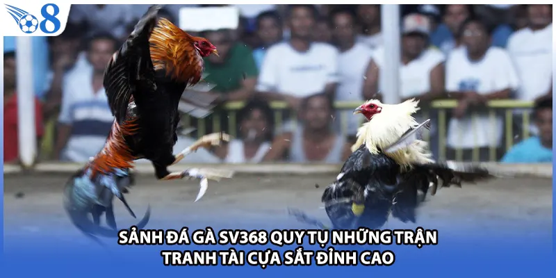 Sảnh đá gà SV368 quy tụ những trận tranh tài cựa sắt đỉnh cao