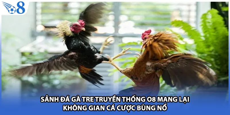 Sảnh đá gà tre truyền thống O8 mang lại không gian cá cược bùng nổ