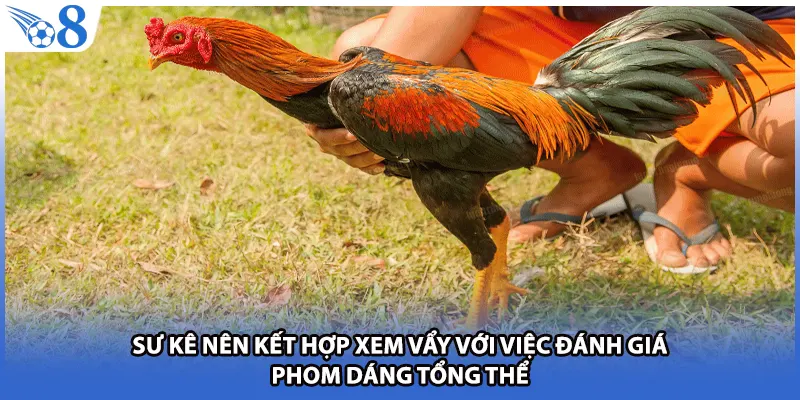 Sư kê nên kết hợp xem vẩy với việc đánh giá phom dáng tổng thể
